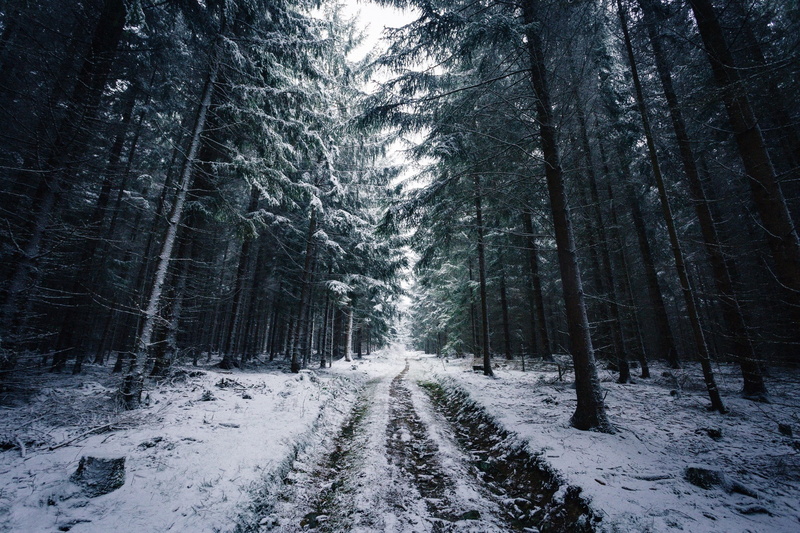 snow, 1080P, forest, Norway, trees, Johannes Hulsch, winter, road