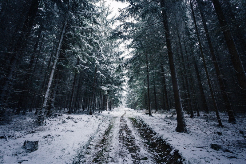 covering, trees, road, Norway, Johannes Hulsch, area, plant, the way forward, cold temperature, forest, long, outdoors, snow, beauty in nature, gray, woodland