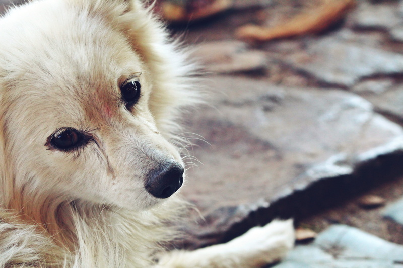 india, mammal, whisker, one animal, animal themes, dog, white color, animal, day, animal hair, domestic animals, canine, pets, animal body part, looking