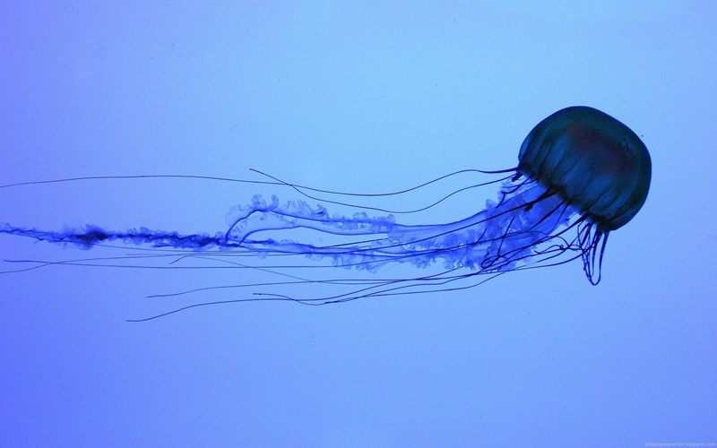 Medusa, jellyfish, animals, water, 1080P