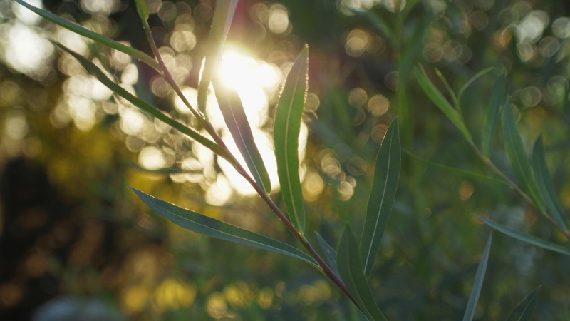 shiny, sunny, flare, leaves, summer, sky, focus on foreground, freshness, lens flare, spring, 5K, white, green, season, sun, selective focus