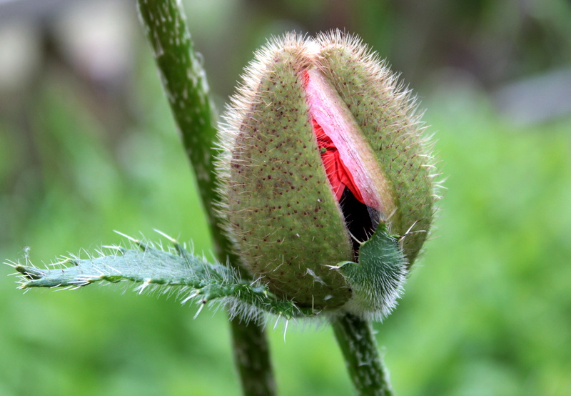 Capsule, bud, plant, flower, animal themes, invertebrate, close-up, animal wildlife, growth, focus on foreground, one animal, green color, Poppy, Plant