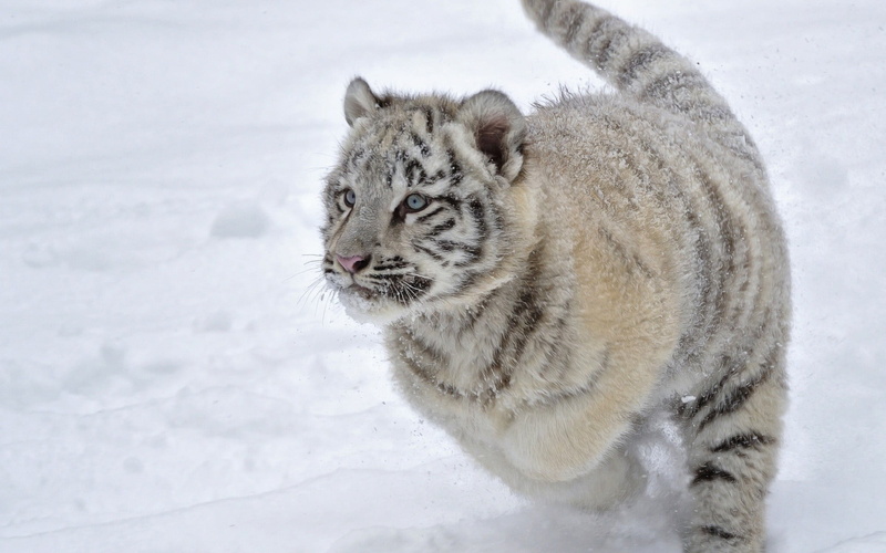 1080P, mammal, winter, vertebrate, white color, brown, looking, no people, day, one animal, ice, snowing, tiger, snow, animal wildlife, animals in the wild