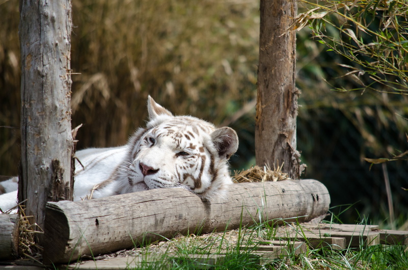 tiger, resting, big cat, mammal, plant, tree, animal wildlife, white, animal, white tigers, relaxation, feline, 4K, one animal, day, nature, white tiger