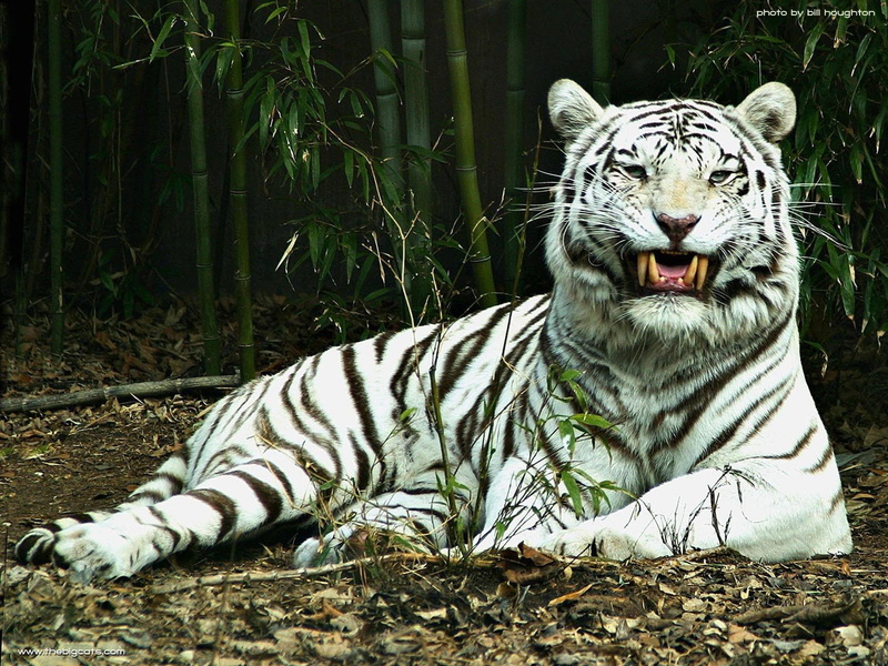 720P, White Tiger, Cats