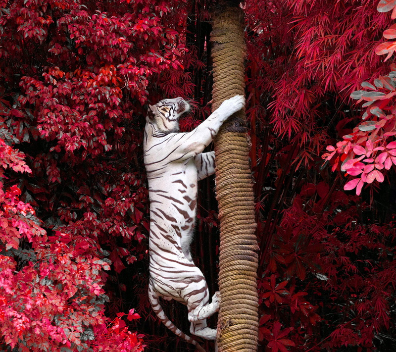 animals, tiger, 2K, photography, white tigers