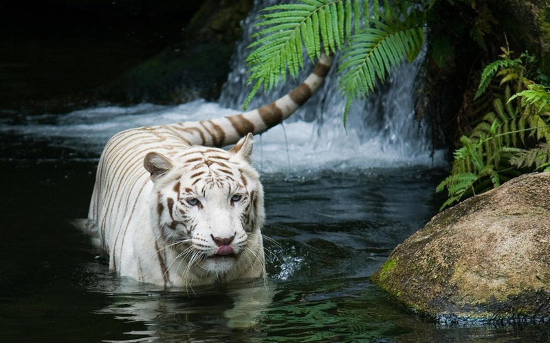 white tigers, 720P, nature, tiger