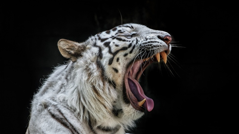1080P, white tigers