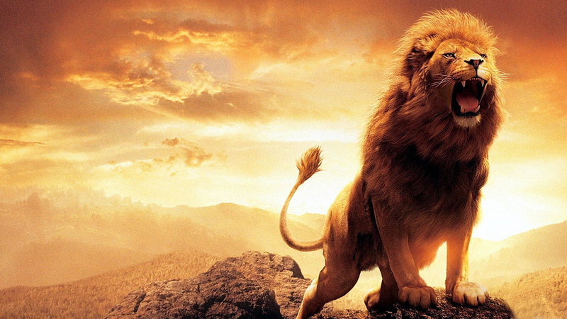 feline, animal body part, animal, monkey, sunlight, animal themes, anger, mountain, vertebrate, leon, animals in the wild, sky, mouth open, cloud - sky