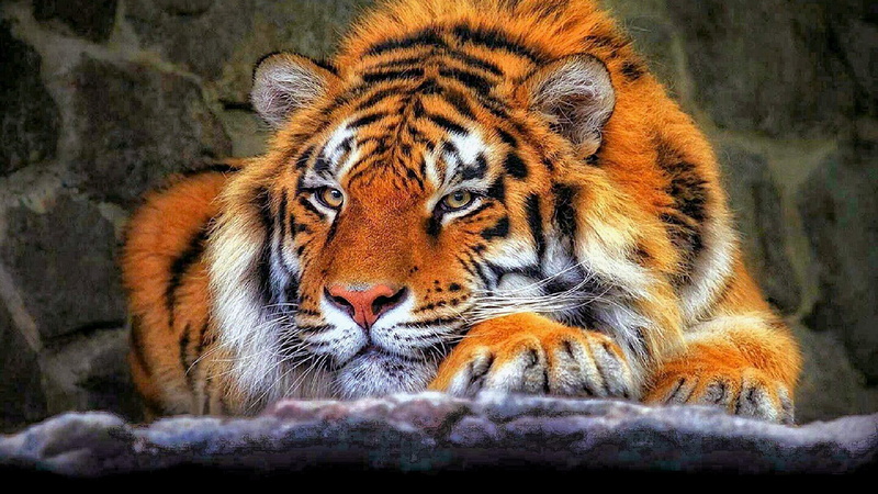 big cat, 4K, art, tiger