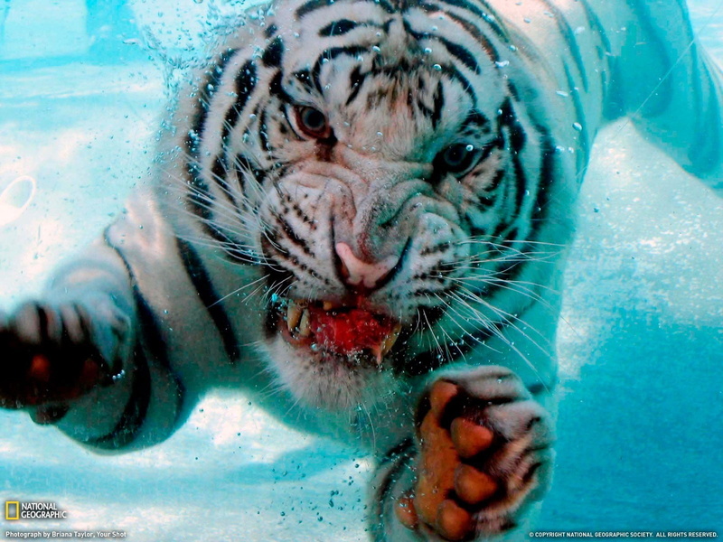 animal head, mammal, tiger, white tiger, animal themes, animals, vertebrate, animals in the wild, no people, close-up, portrait, cat, 720P, animal, animal wildlife