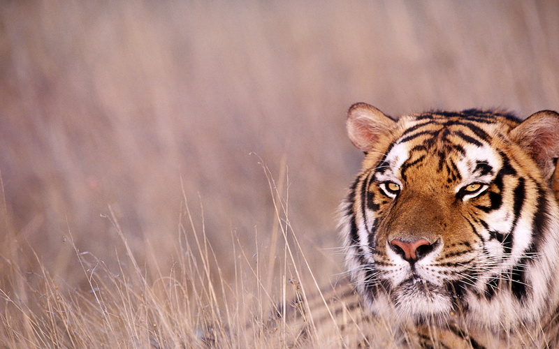 animal themes, one animal, no people, black, mammal, tiger, animal wildlife, animals in the wild, whisker, field, animal head, carnivora, animal, animal body part
