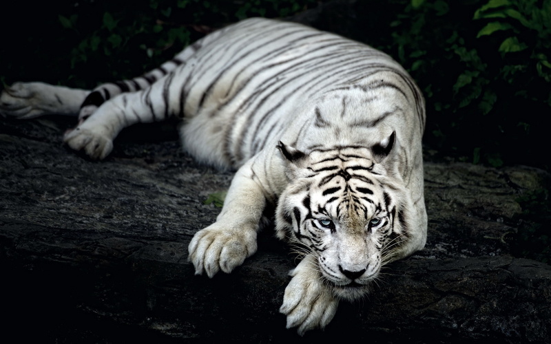 background, tiger, white, Nature, 2K
