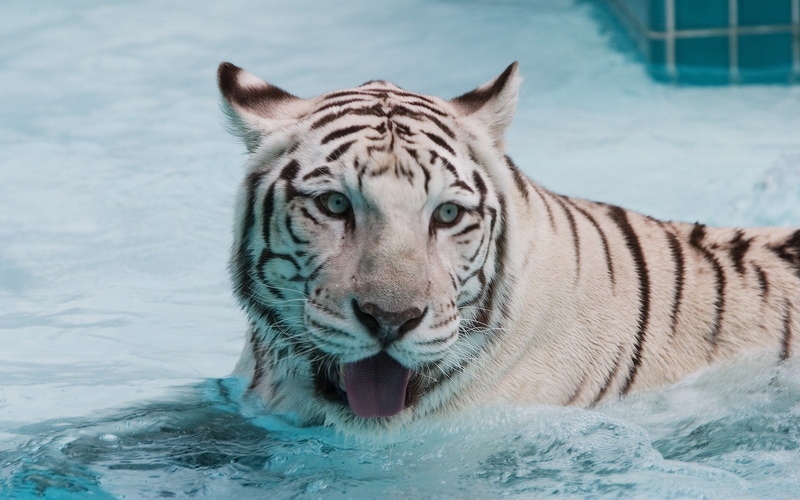 portrait, animals in the wild, one animal, mammal, mouth open, 720P, day, white, big cat, animal themes, carnivora, cat, feline, outdoors, white tiger