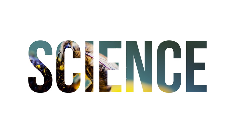 panoramic, plastic, single word, cut out, overlay, white color, capital letter, nature, copy space, 4K, western script, text, science, insect, white background