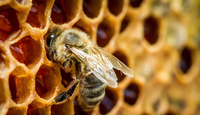 animals in the wild, no people, one animal, beauty in nature, pollination, animal wildlife, macro, bee, close-up, apiculture, beehive, insect, arthropod