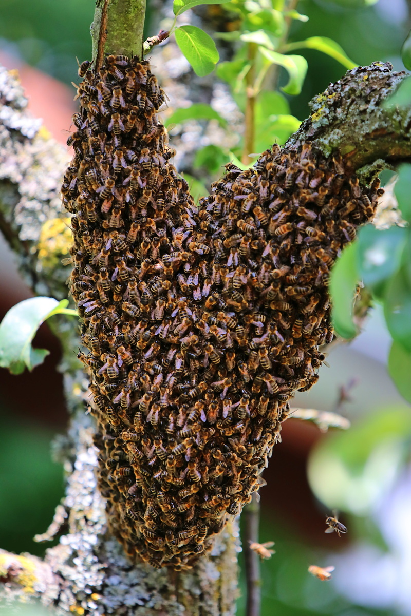 outdoors, large group of animals, honey bee, 5K, insect, close-up, swarm, bees, escaped, beauty in nature, animals in the wild, growth, animal wildlife