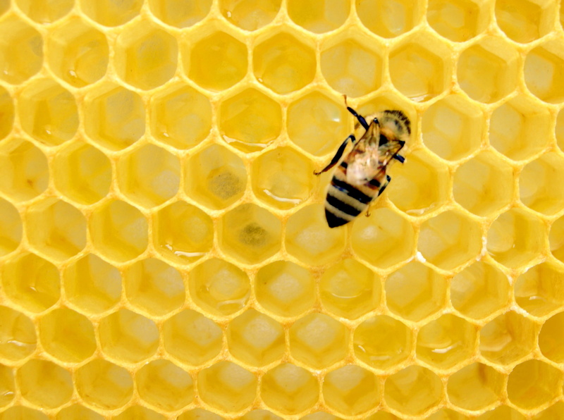 honey comb, apinae, close-up, animal, animal themes, honeycomb, nest, food, insect, animal wildlife, 2K, apidae, invertebrate, one animal, pollination