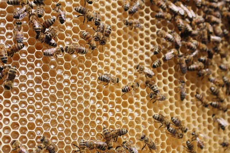 full frame, Nectar, Insects, animal, animal themes, honey, insect, bee, animal wildlife, beauty in nature, 5K, close-up, collects nectar, Bees, large group of animals