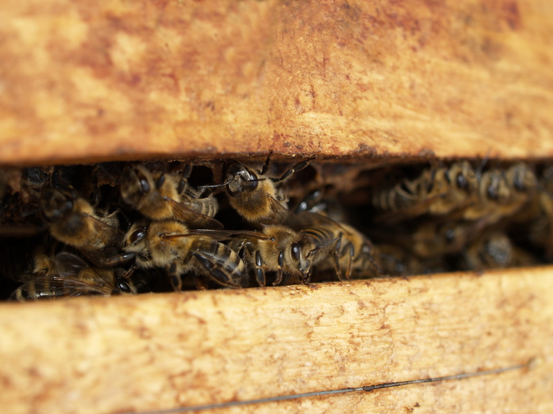 day, animal, apiculture, little, depth of field, group of animals, nature, bees, wood - material, animal wildlife, honeybee, selective focus, no people