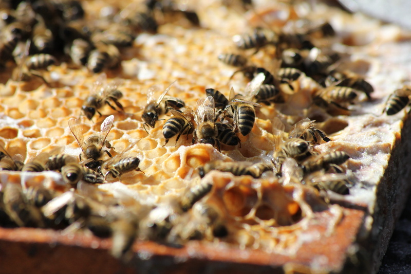 animal wildlife, bees, beauty in nature, close up, pollen, group of animals, honeycomb, beehive, invertebrate, bee, nature, 5K, no people, close-up, bee keeping