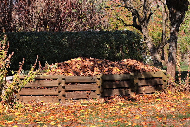 leaf, autumn, meadow, fall leaves, autumn mood, plant, colorful, growth, beehive, outdoors, october, change, leaves, apiculture, 5K, field, compost, tree