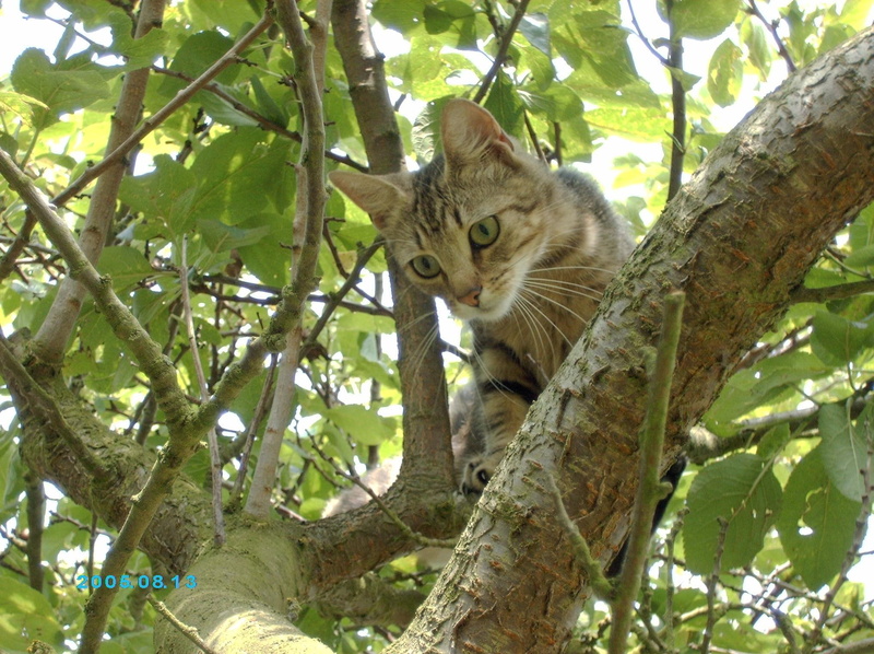 explorer, 1080P, animals, kitten, cute, dora, nature