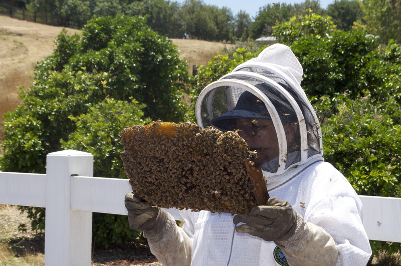 men, occupation, protection, invertebrate, security, nature, honeybee, honey, filled, hood - clothing, wings, 4K, unrecognizable person, tree, insect