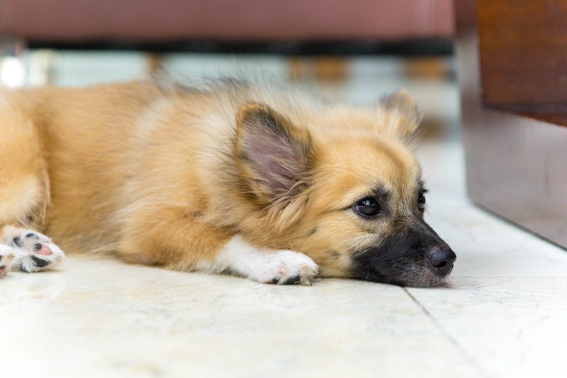 animal, cute, lying down, mammal, coat, dog, sheepdog, tile, lying, pets, domestic Animals, brown, long, canine, 5K, puppy, black, flooring, purebred Dog