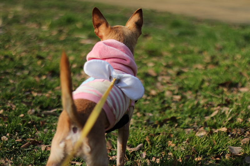 coated, tilt shift lens, standing, lens, short, outdoors, real people, mammal, land, vertebrate, grass, small, pets, hood - clothing, green grass, domestic Animals