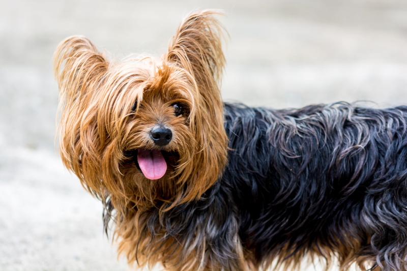 studio Shot, day, black and brown, young Animal, dog, vertebrate, cute, pets, long, terrier, one Animal, purebred Dog, no People, animal head, portrait