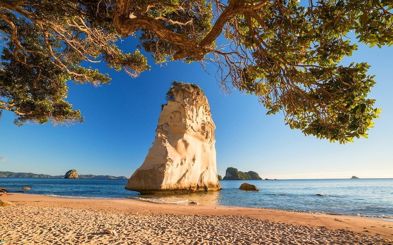 trees, water, rock - object, plant, wooden, beach, clear sky, sky, beauty in nature, landscape, land, stack rock, rock, New Zealand, sea, tranquil scene