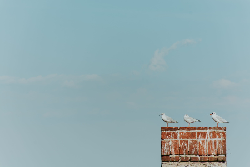 animals in the wild, minimalist, day, three, perching, clouds, animal wildlife, brick, architecture, brown, stork, sky, outdoors, perched, group of animals