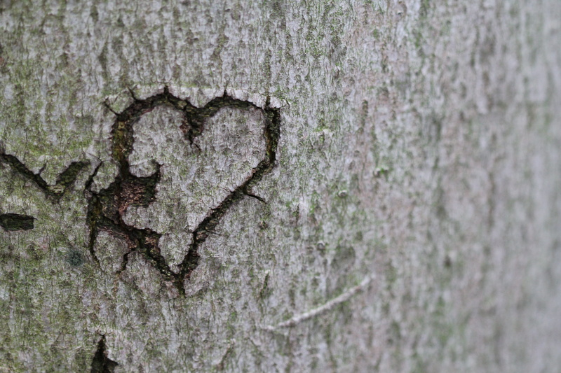 wood - material, day, rough, emotion, plant bark, love, greeting card, textured, gray, affection, backgrounds, tree bark, symbol, hdl, tenderness, loyalty