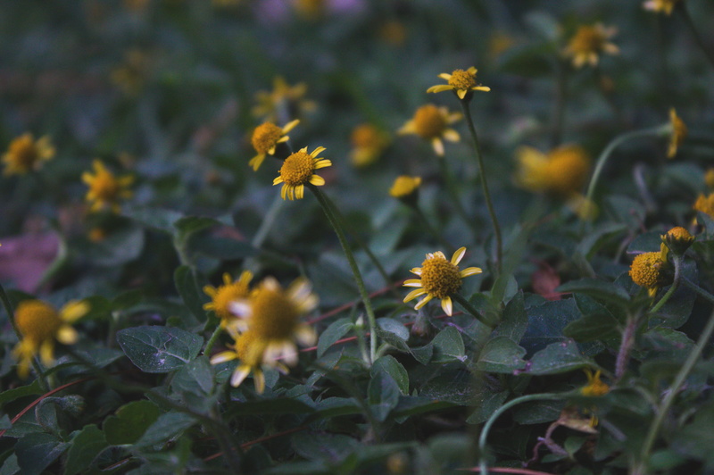 beauty in nature, no people, invertebrate, linda vista university, field, valparaiso, animal, 5K, flower, freshness, vulnerability, yellow, pueblo nuevo