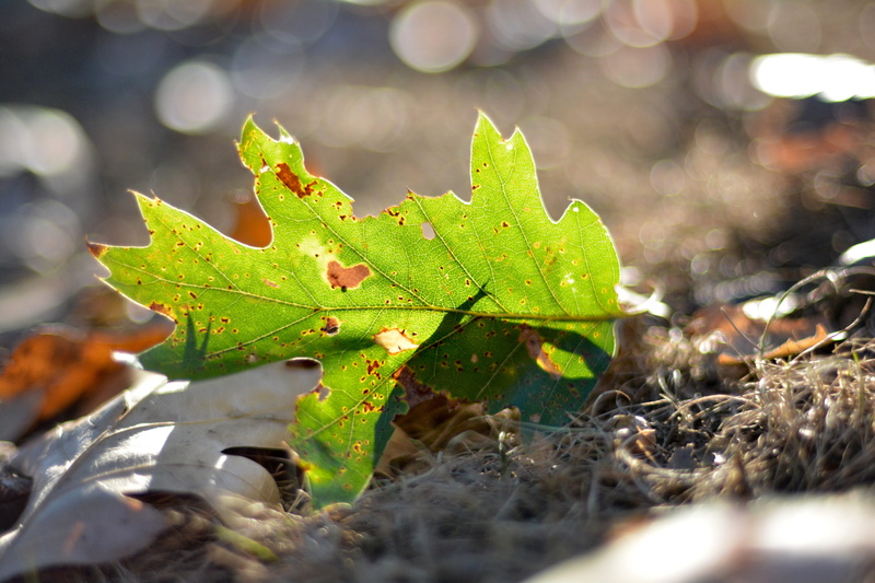 leaf, focus on foreground, close up, leaf vein, meadow vista, tranquility, selective focus, animal wildlife, day, plant, leaves, green, land, growth, sun