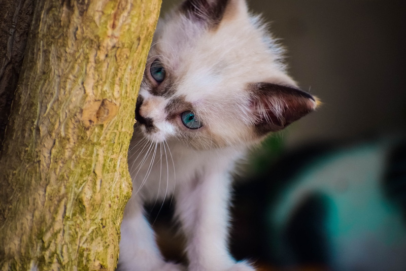 looking, domestic cat, blue, cat, looking away, funny, domestic animals, cute, playful, whiskers, nature, whisker, one animal, vertebrate, animal themes