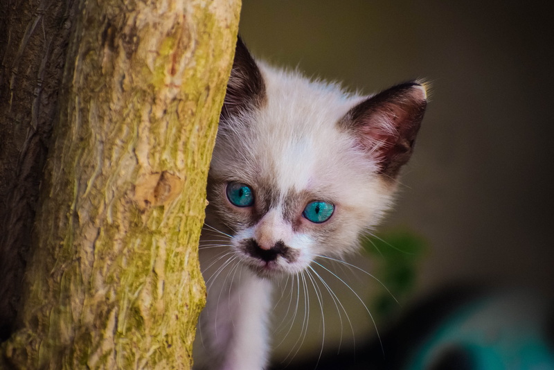 young, domestic animals, hairy, plant, tree trunk, pet, funny, nature, animal, tree, whisker, cute, blue eyes, eyes, looking at camera, kitten, no people