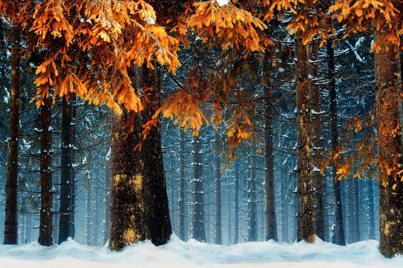 forest, cold temperature, pine woodland, plant, outdoors, blue, 720P, trees, trunk, tree trunk, tranquility, non-urban scene, snowing, coniferous tree