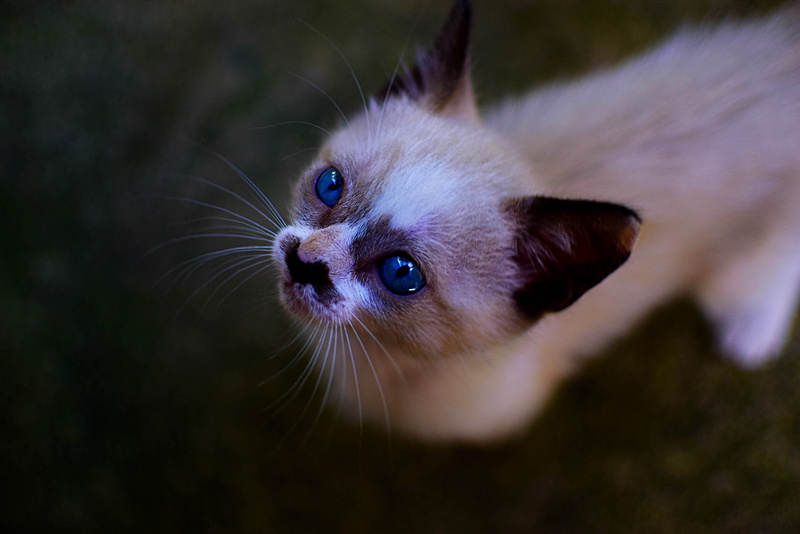 kitten, cute, kitty, cat, animal eye, domestic animals, adorable, whisker, pet, looking, portrait, young, mammal, animal, playful, animal head, tamed, one animal