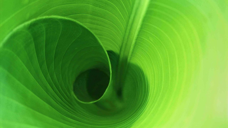 animal, digital, shapes, space, design, render, leaf, backgrounds, water, backdrop, art, close-up, curve, fractal, extreme close-up, concentric