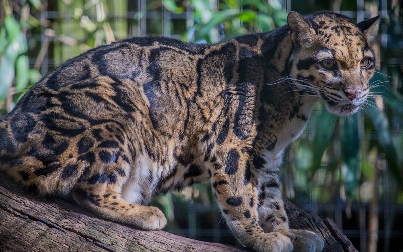 Cats, Cat, Clouded Leopard , Wildcat, 1080P