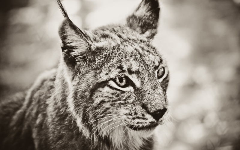 lynx, big cats, sepia, 1080P, closeup, cat, monochrome, animals