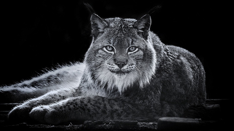 studio shot, one animal, feline, looking at camera, vertebrate, front view, animals in the wild, 1080P, mammal, cat, black background, no people, animal wildlife