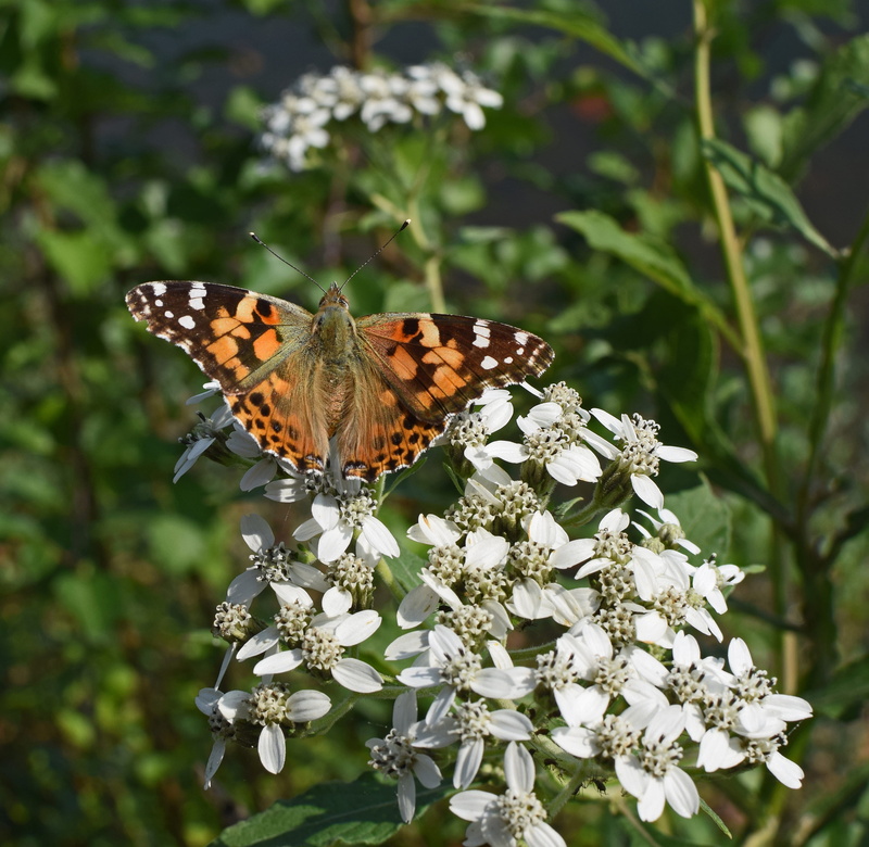 animal wildlife, one animal, plant, 2K, butterfly - insect, day, animal themes, butterfly, outdoors, invertebrate, focus on foreground, beauty in nature