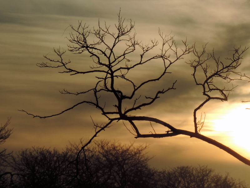 trees, sunrise, Morning, sky, Dawn, winter  light, 2K, branch, nature, tree, sunset, silhouette, tree branch, withered, Melton Mowbray