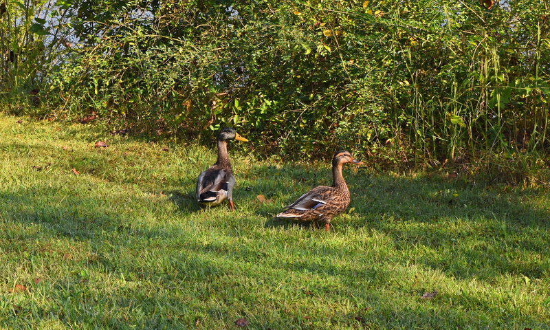 female, mallard, gosling, tree, duck, growth, pair, animal wildlife, outdoors, grass, summer, land, field, green color, group of animals, 2K, animal, melton lake park