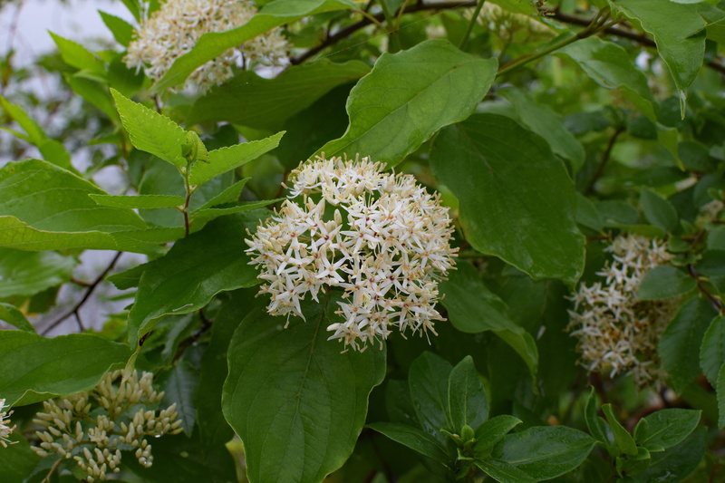 day, wildflower, oak ridge, shrub, green color, plant, nature, flower, no people, fragrant, white, 5K, blossom, leaf, flowering plant, bloom, flower head