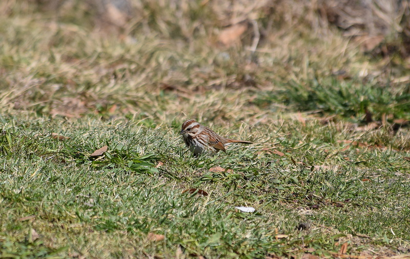 melton lake park, outdoors, animal wildlife, plant, growth, one animal, field, migratory, spring, animal, song sparrow, perching, land, animals in the wild