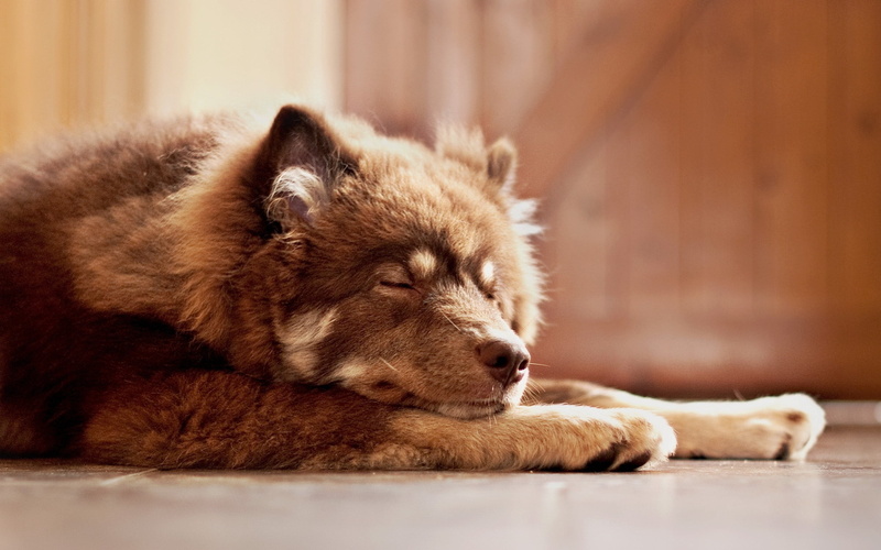 dog, relaxation, indoors, one Animal, sitting, rest, selective focus, brown, coated, animal wildlife, lie down, mammal, black, domestic, waiting, looking